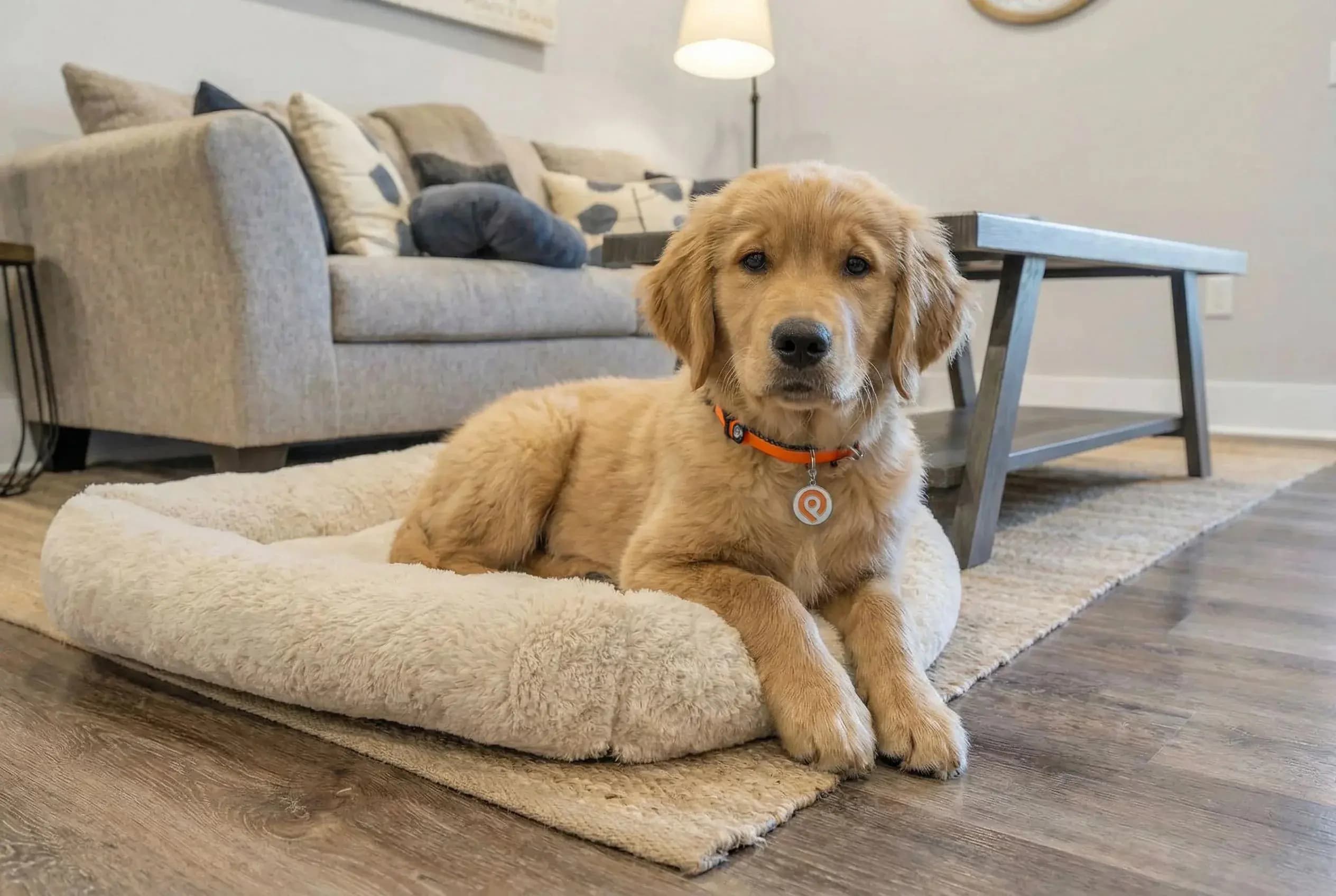 A happy dog at a pet-friendly Pointe Grand community