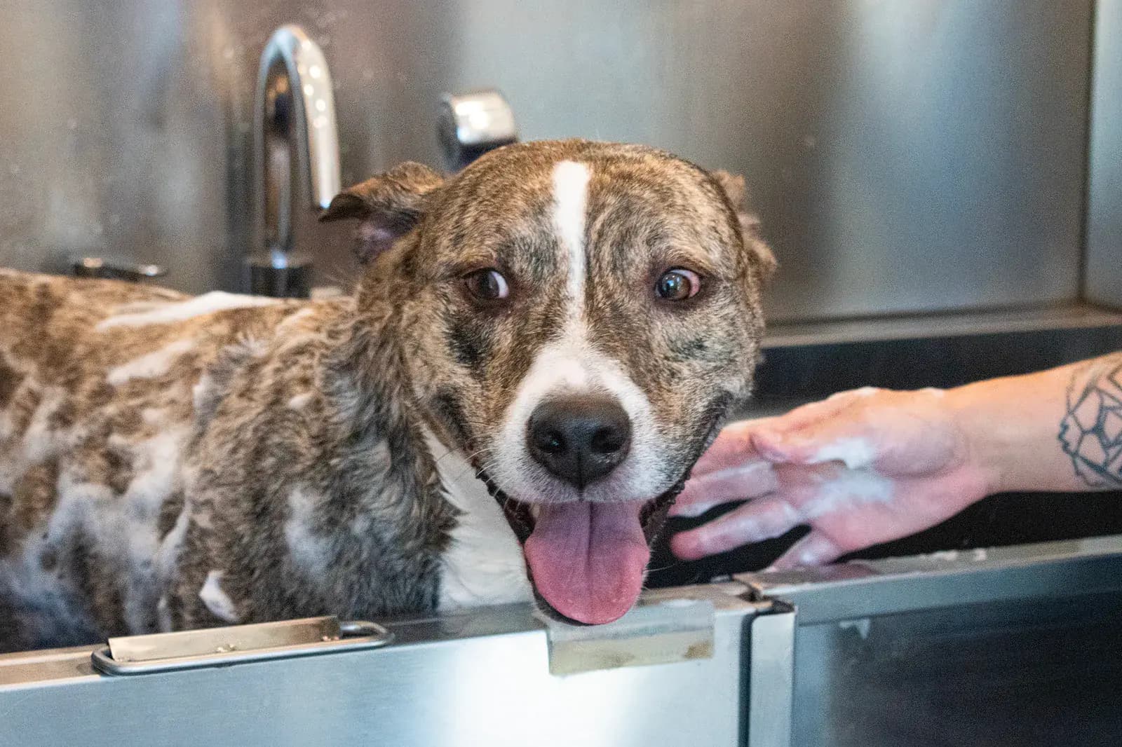 Pet spa at a Pointe Grand community