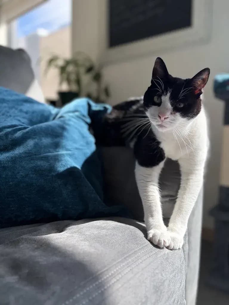A resident cat stepping across the back of a sofa in a sunlit Pointe Grand apartment
